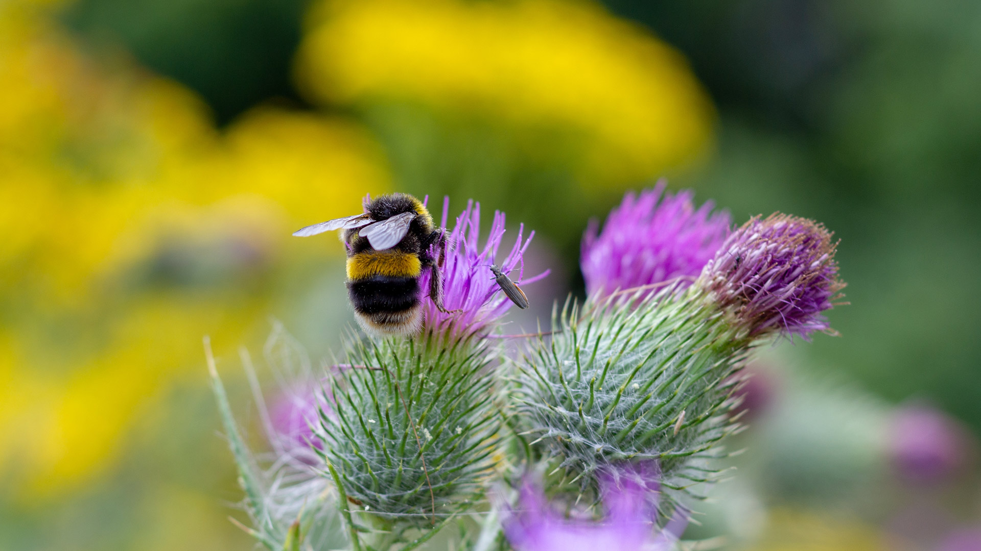 Bing Wallpaper (IN) 20260519 - Tuesday, 19th May, 2026