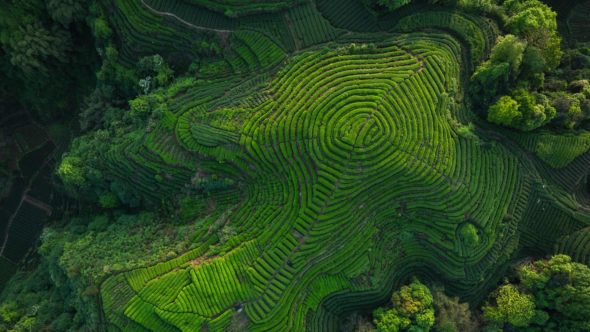 Bing Wallpaper (IN) 20260520 - Wednesday, 20th May, 2026