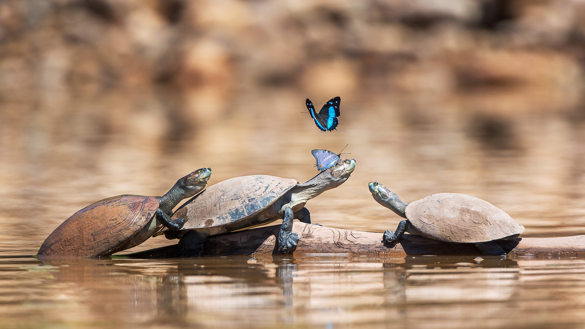 Bing Wallpaper (IN) 20260522 - Friday, 22nd May, 2026