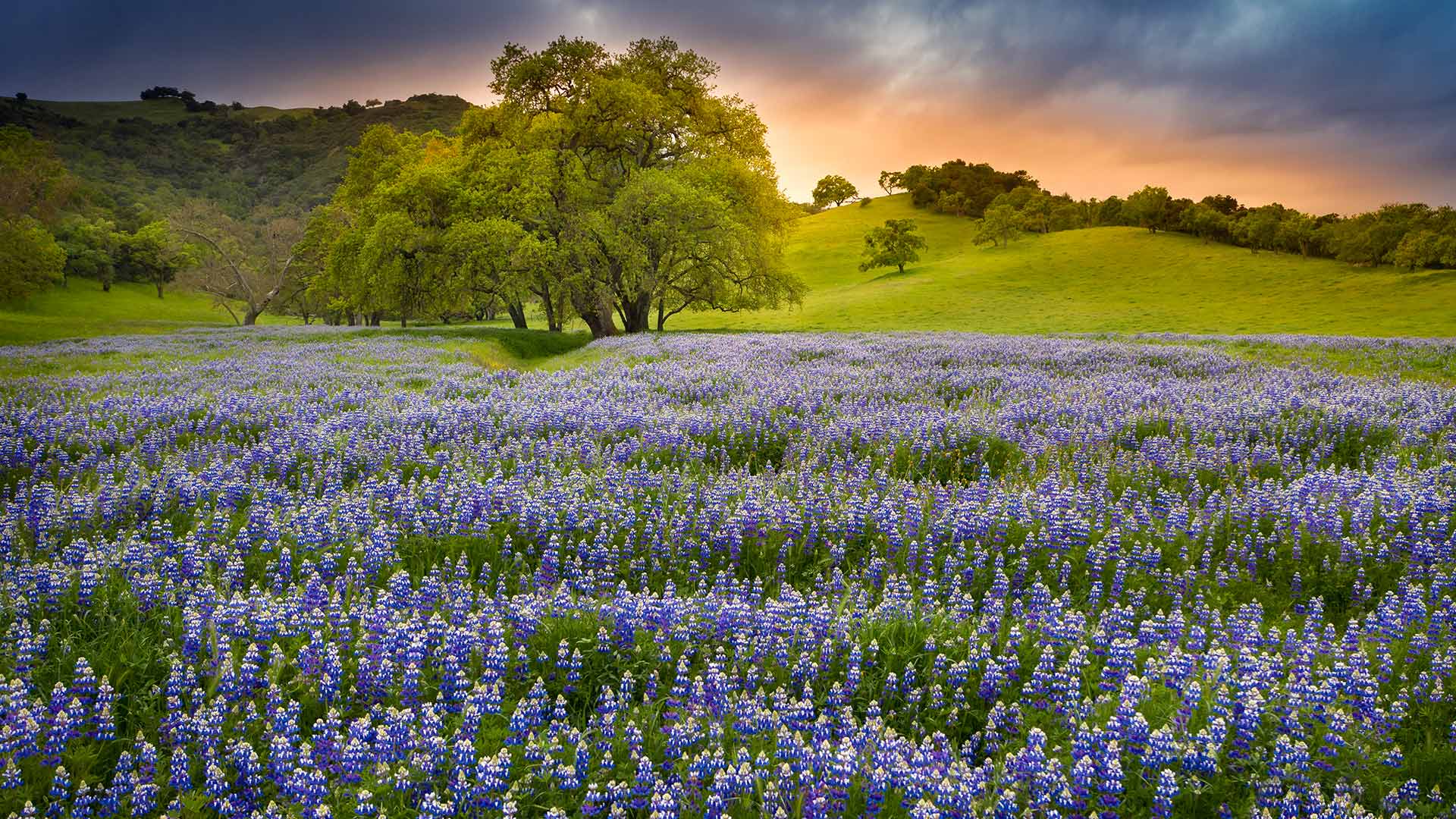 Bing Wallpaper (IN) 20260525 - Monday, 25th May, 2026
