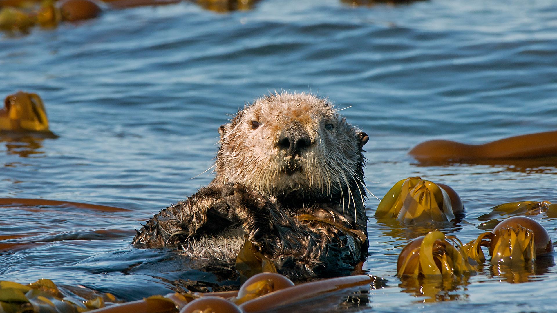 Sea otter, Kachemak Bay, Homer, Alaska, United States (© roclwyr/Getty Images)