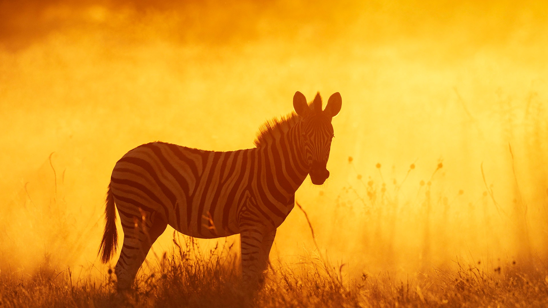Plains zebra foal in Etosha National Park, Namibia (© Sharon Heald/Nature Picture Library)