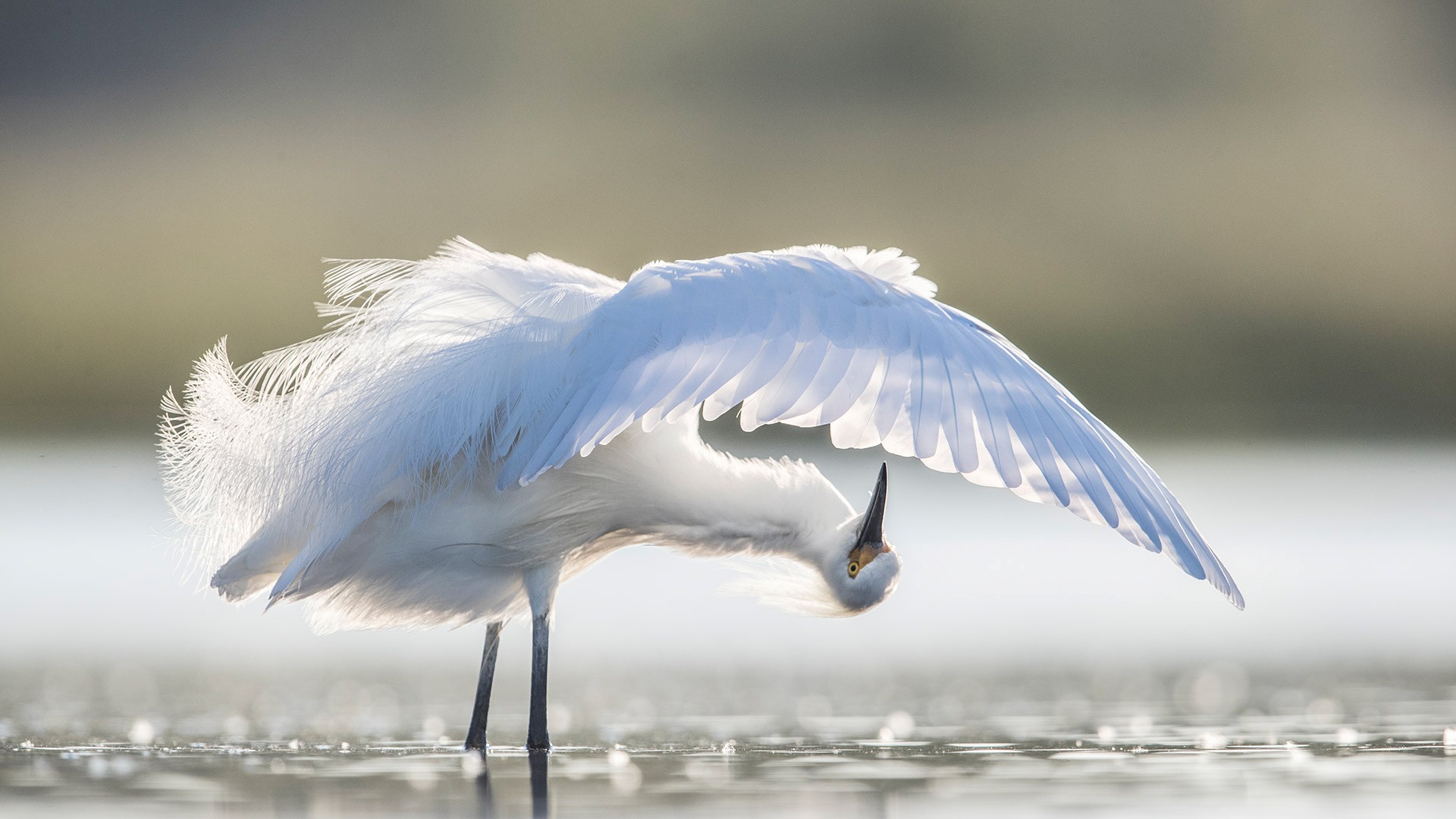 Snowy egret preening, central Florida, United States (© Donald M. Jones/Minden Pictures)