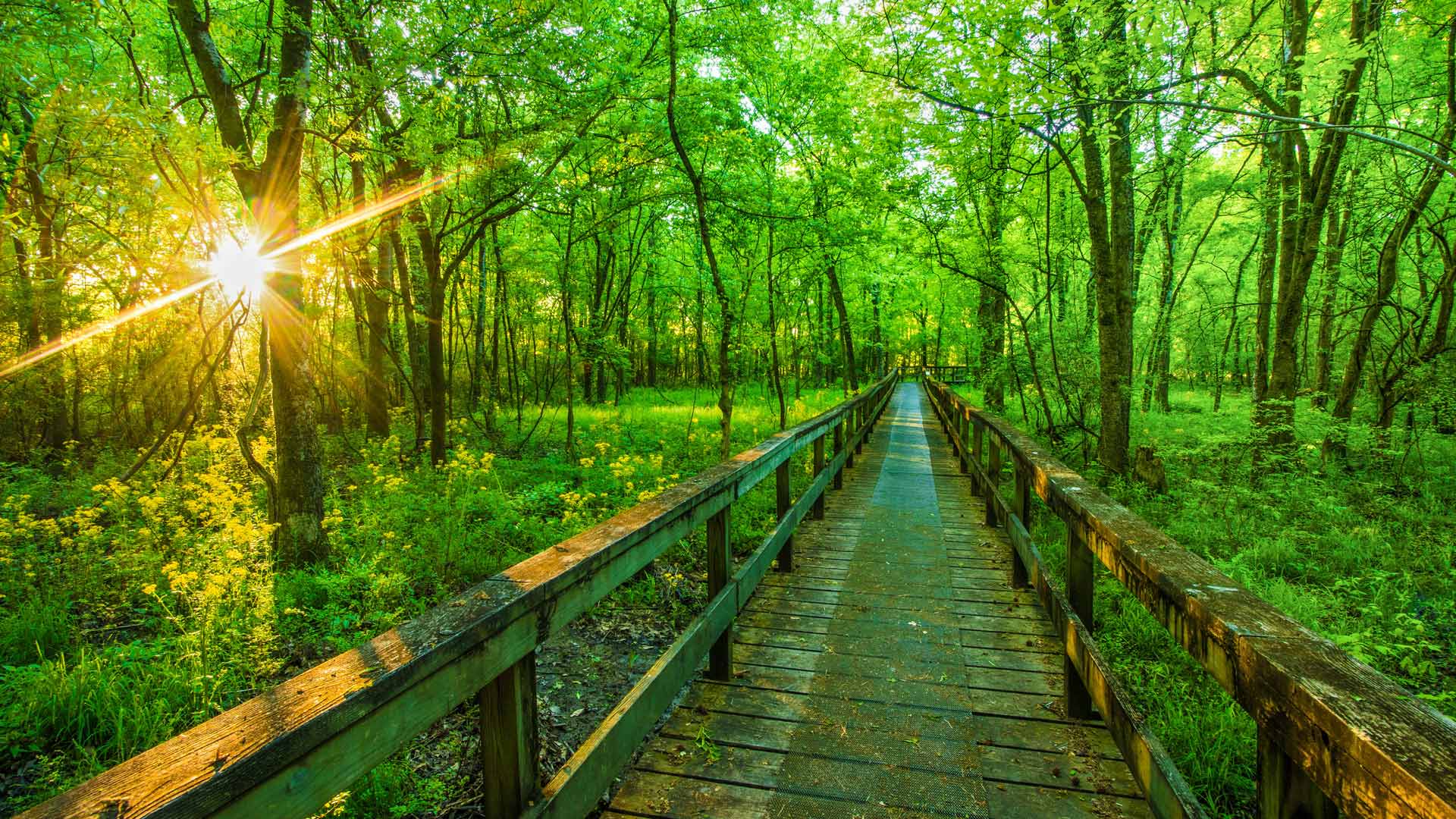 Natchez Trace Parkway, Tupelo, Mississippi, United States (© The best photo is earned/Getty Images Plus)
