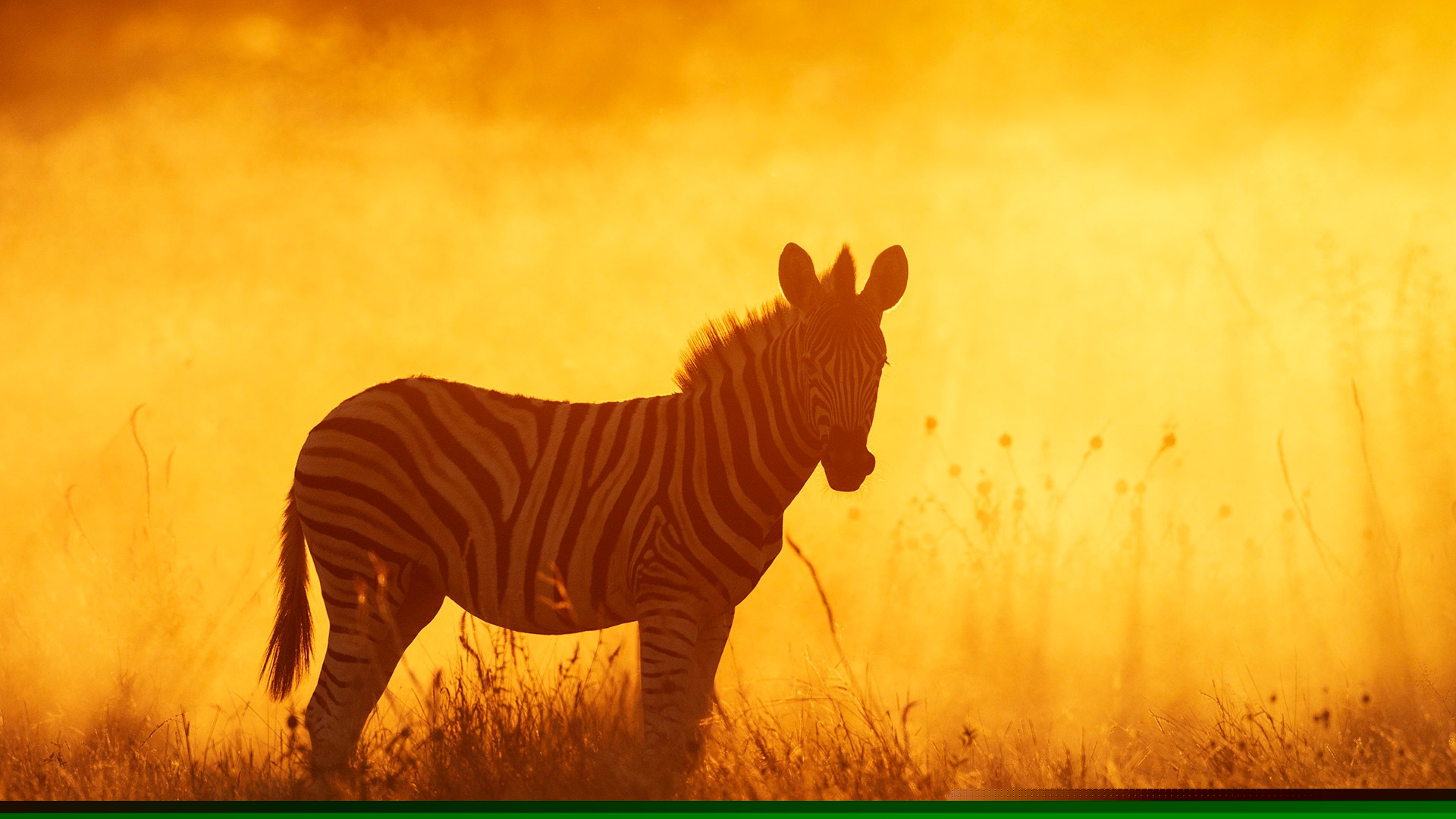 Plains zebra foal in Etosha National Park, Namibia (© Sharon Heald/Nature Picture Library)