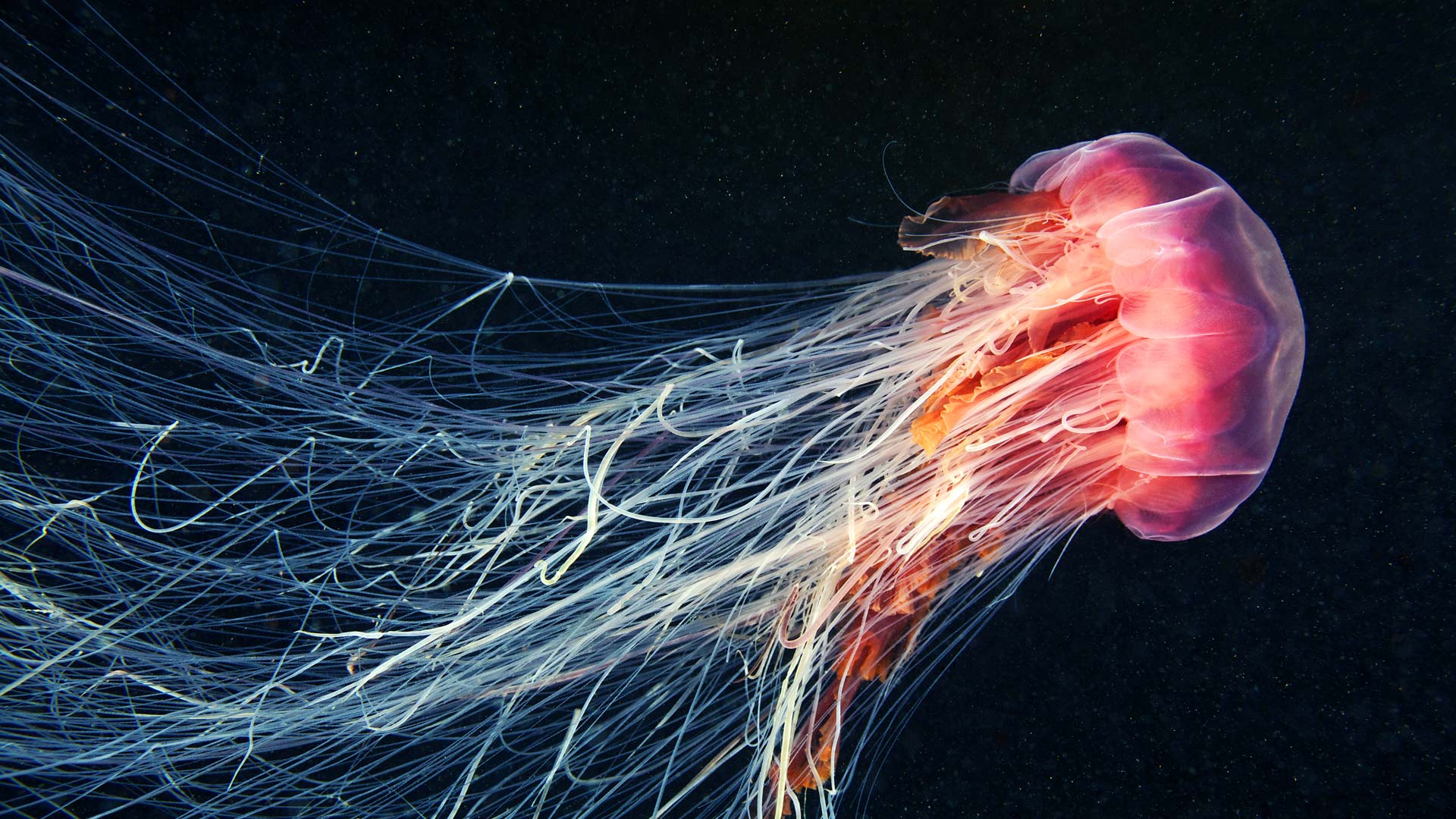 Lion's mane jellyfish swimming in the ocean (© Alexander Semenov Images/Shutterstock)