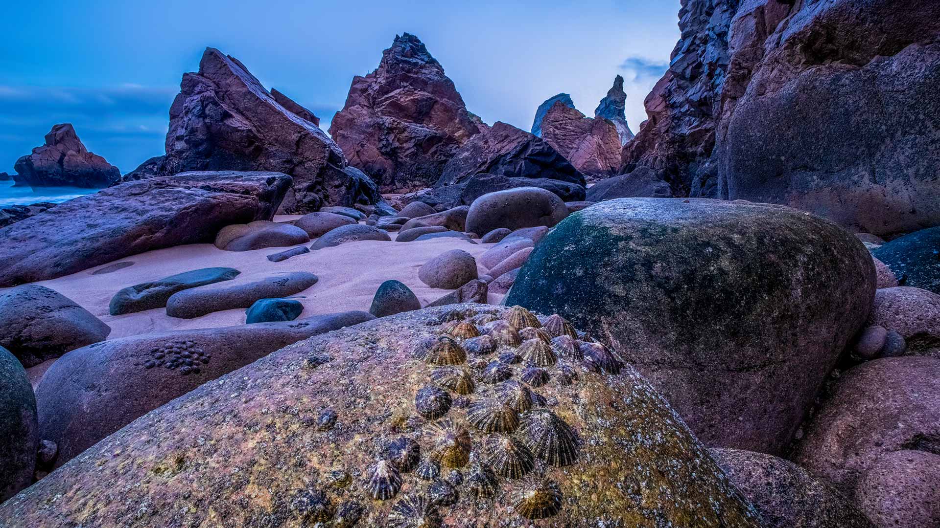 Limpets exposed at low tide on the coast of Praia da Ursa, Portugal (© Theo Bosboom/Nature Picture Library)