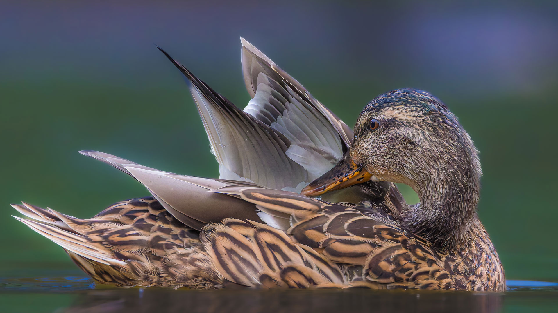 Mallard duck (© Philippe Paternolli/Getty Images)