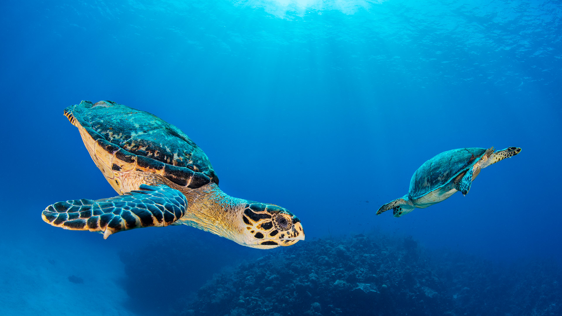 Bing Wallpaper (IN) 20260615 - Monday, 15th June, 2026