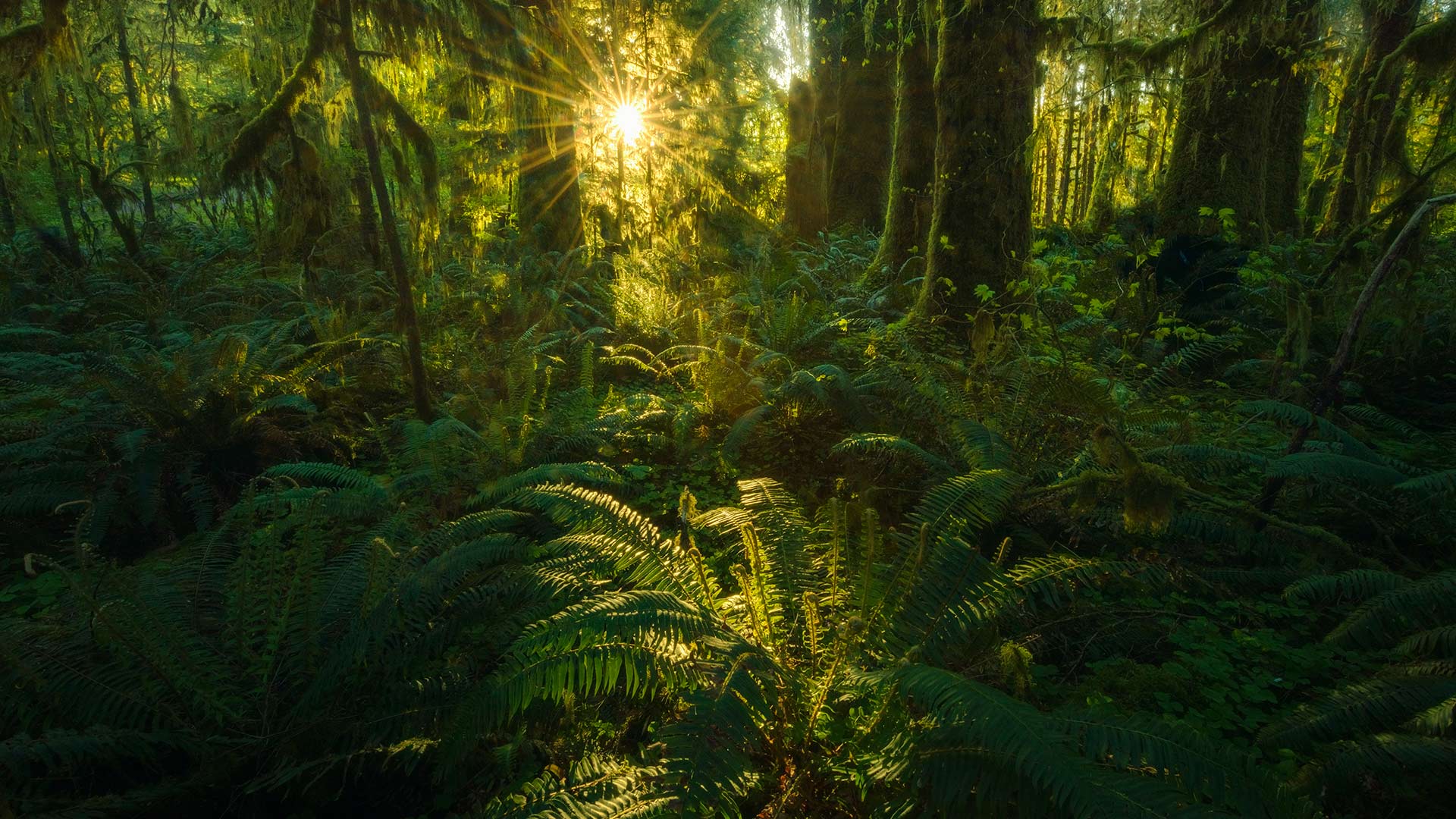 Quinault rainforest, Olympic National Park, Washington state, United States (© Chris Moore/Tandem Stills + Motion)