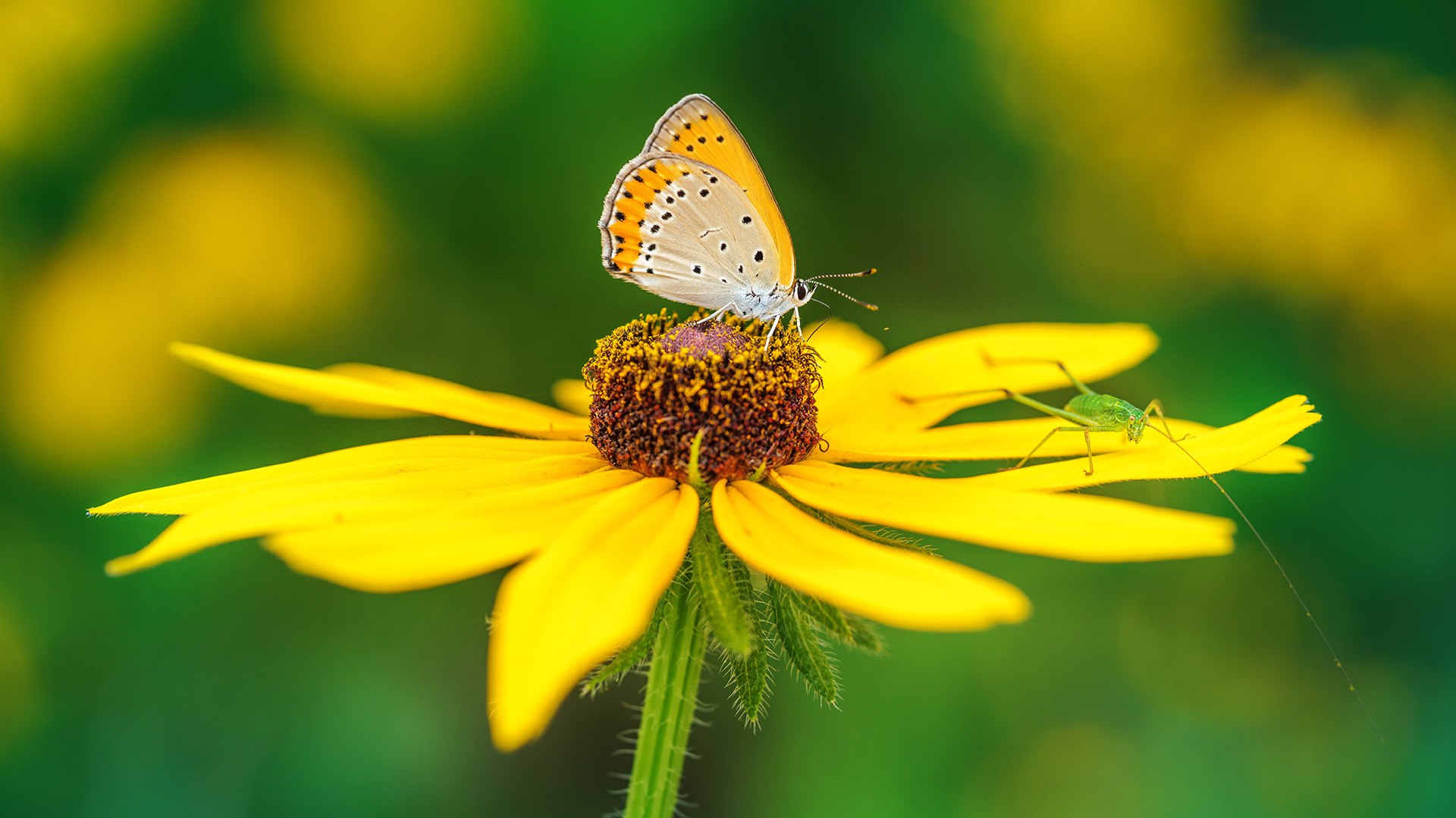 Butterfly pollinating on yellow flower (© lzh/Getty Images)