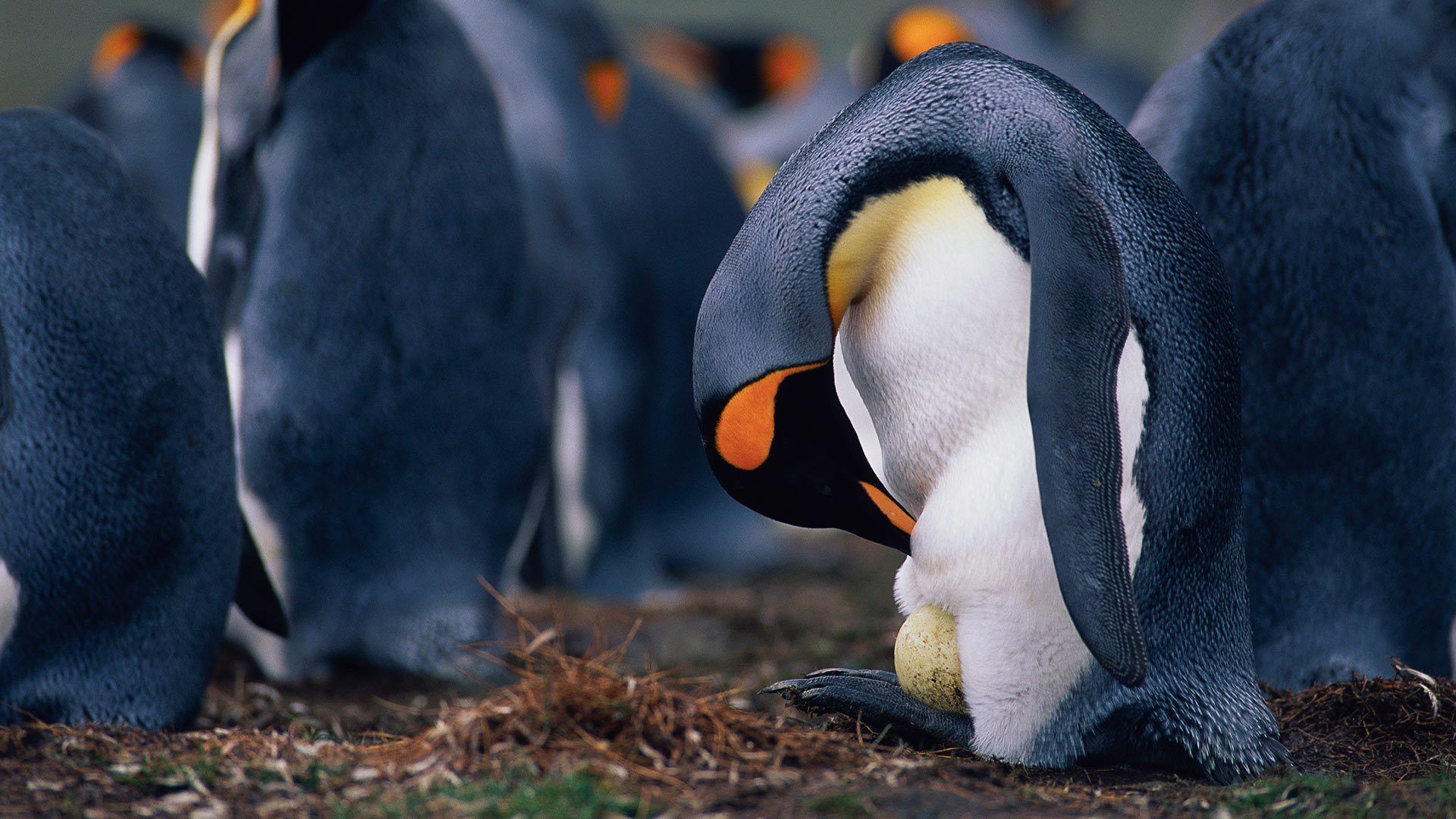 King penguin father checking egg (© McDonald Wildlife Photography Inc./Getty Images)