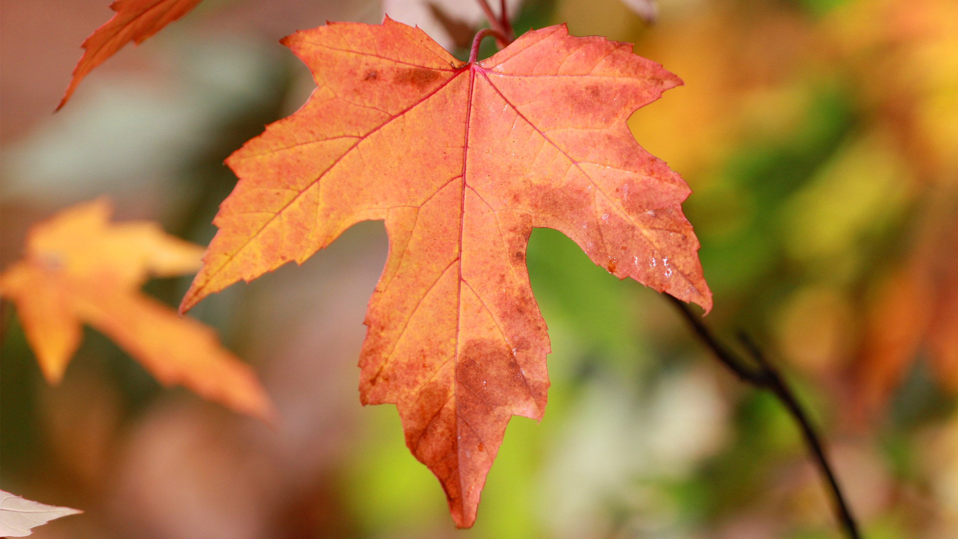 Red maple leaf, symbol of Canada (© namaki/Getty Images)