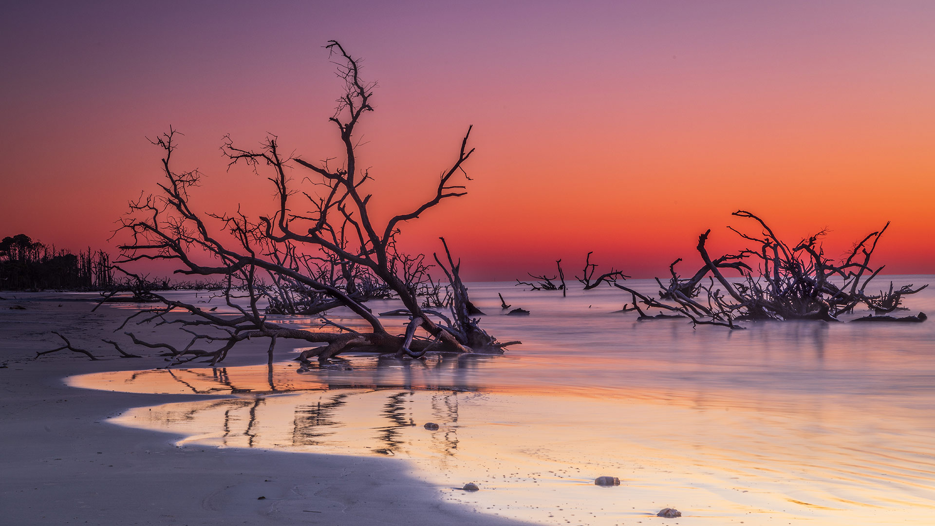 Driftwood on Boneyard Beach, Hunting Island, South Carolina, United States (© Frances/Adobe Stock)