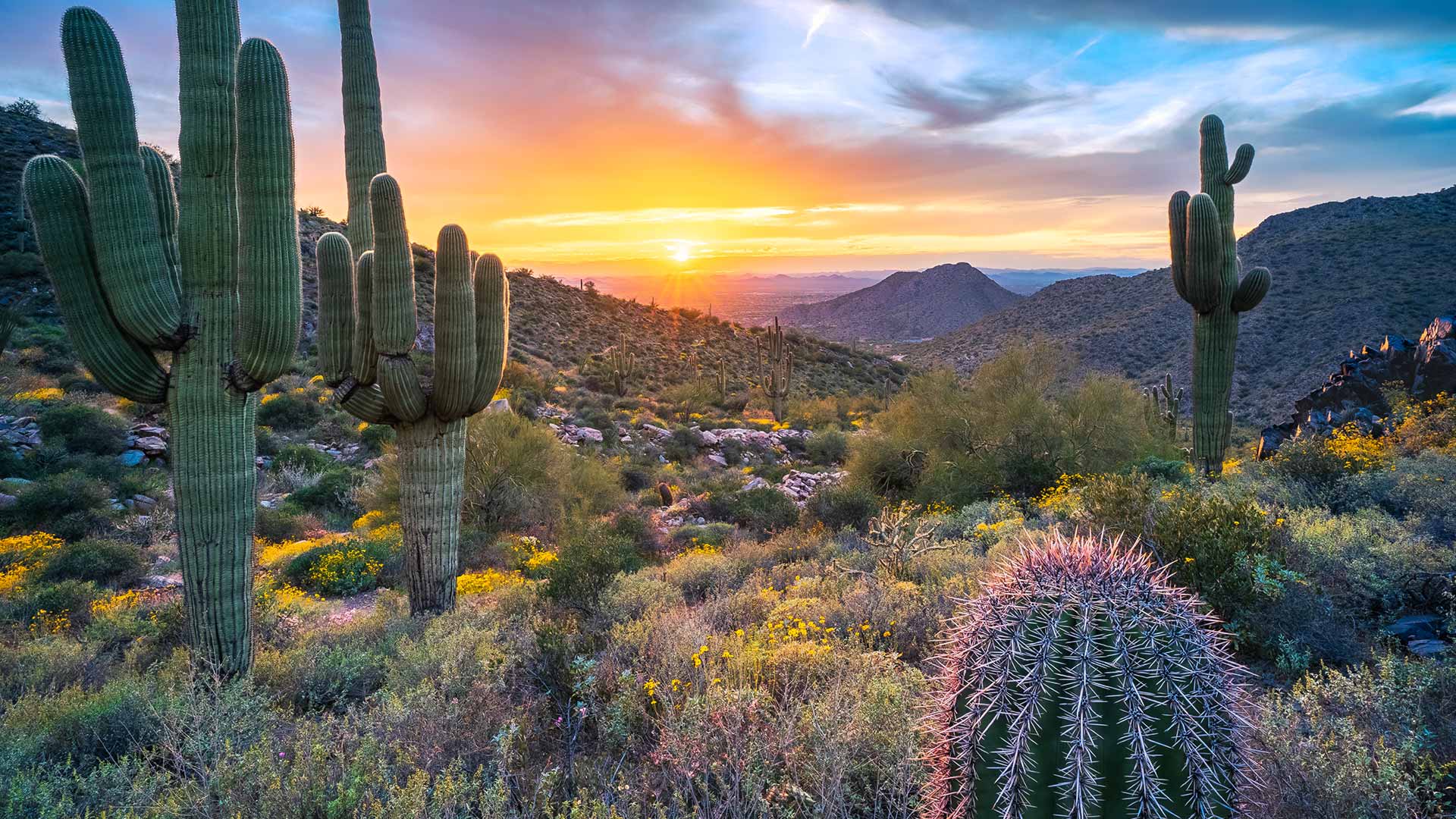 Saguaro cacti near Windgate Pass, McDowell Range, Arizona, United States (© Eric Mischke/Getty Images)
