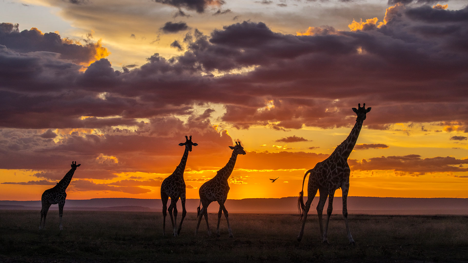Giraffes at sunset in the Masai Mara National Reserve, Kenya (© danm/Getty Images)