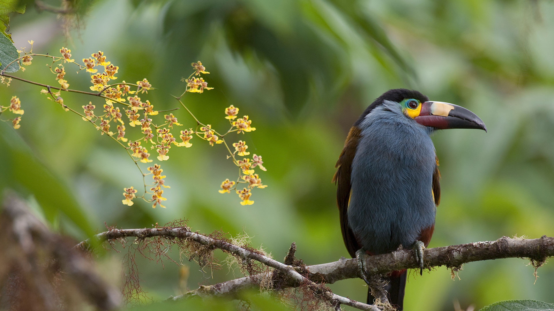 Plate-billed mountain toucan with orchids, Ecuador (© Murray Cooper/Minden Pictures)