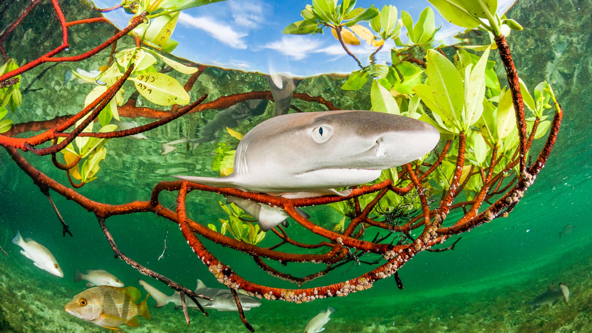 Lemon shark pup in mangrove forest, Eleuthera, Bahamas (© Shane Gross/Nature Picture Library)