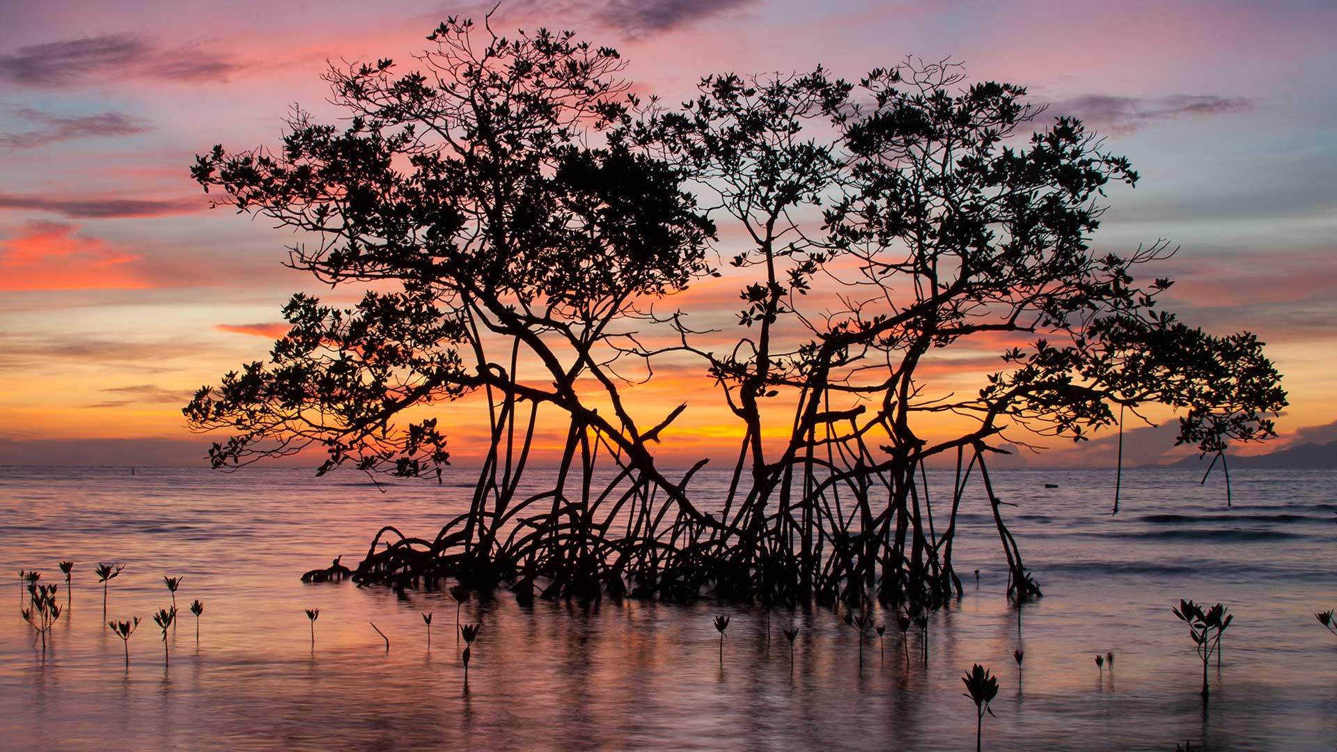Red mangrove in the Pig Keys, Honduras (© Mac Stone/Tandem Stills + Motion)