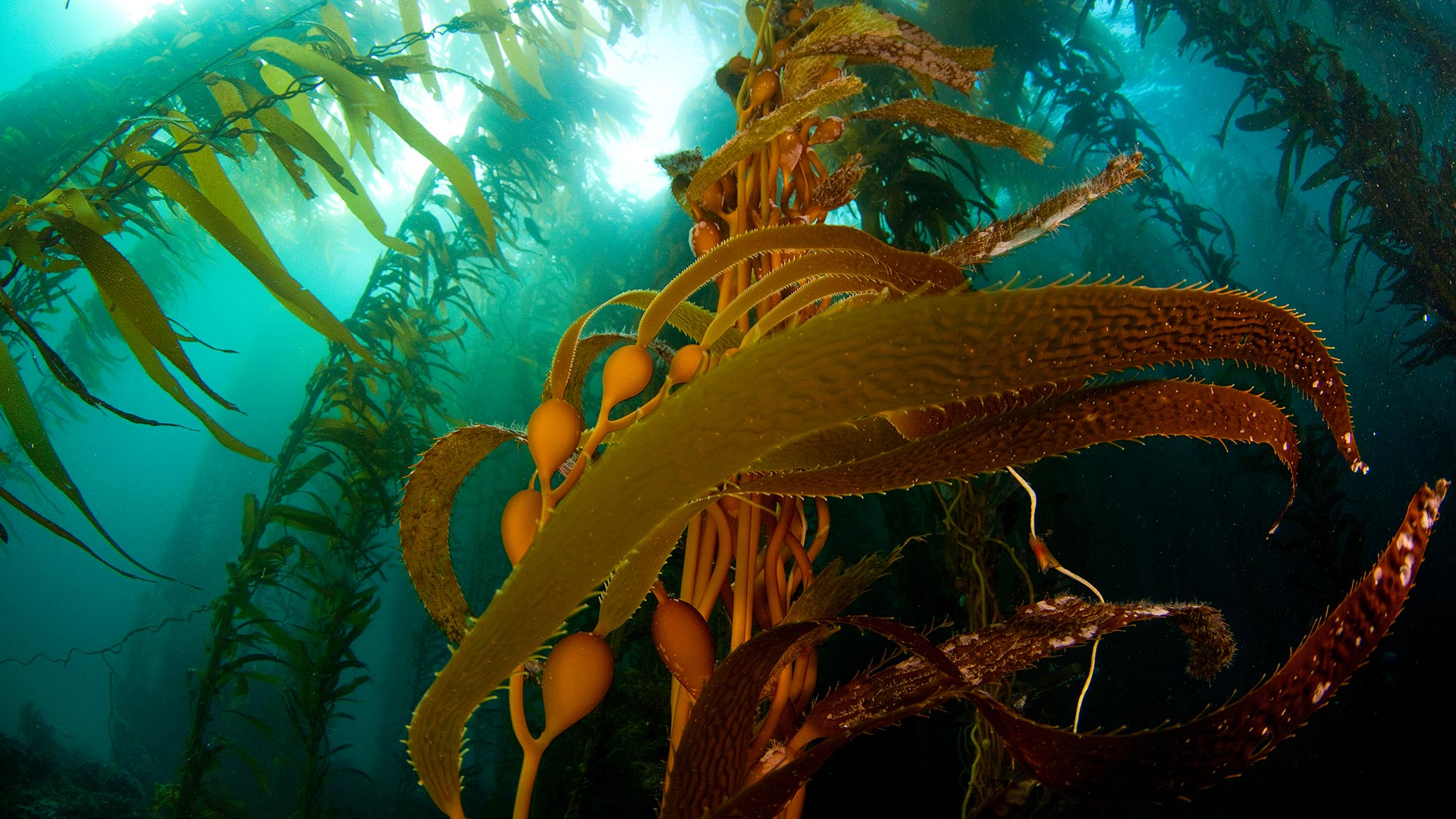 A kelp forest off Anacapa Island, Channel Islands National Park, California, United States (© Ian Shive/Tandem Stills + Motion)