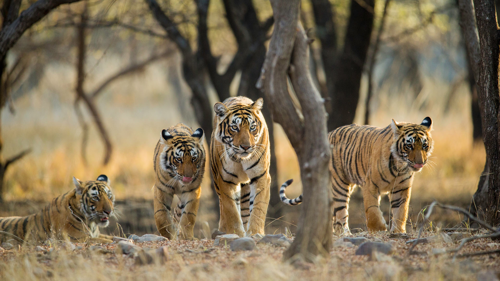 A family of Bengal tigers at Ranthambore National Park, Rajasthan, India (© Archna Singh/Shutterstock)