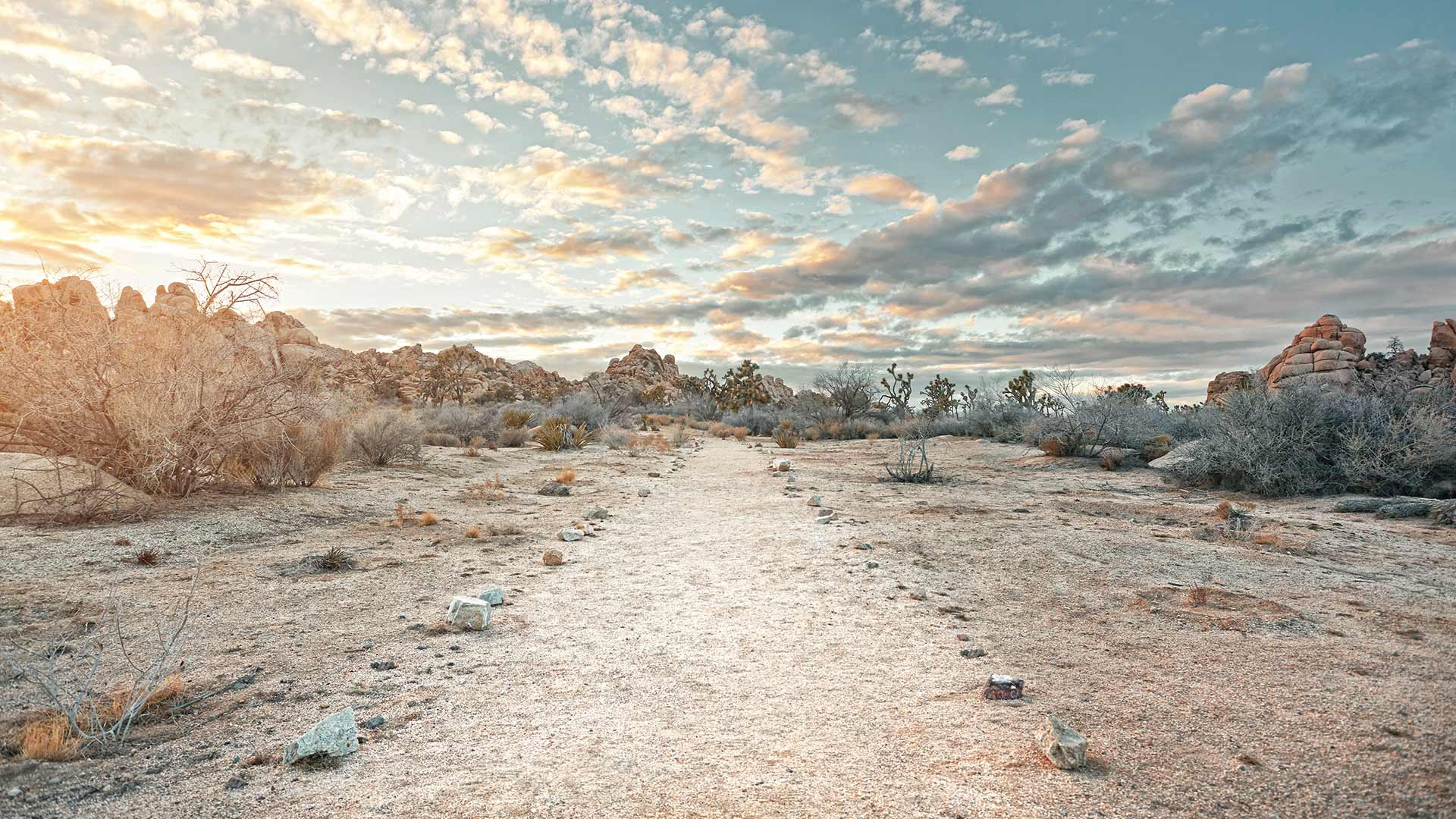 Joshua Tree National Park, California, United States (© JJ Landscapes/Getty Images)