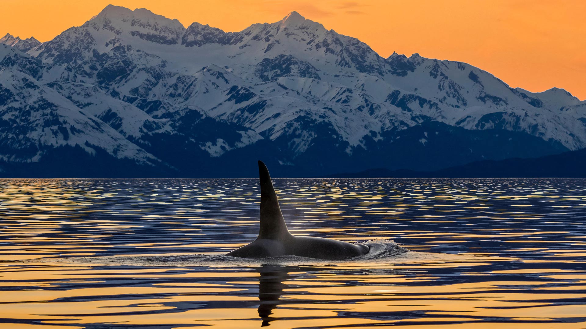 An orca surfaces in Lynn Canal near the Chilkat Mountains, Alaska, United States (© John Hyde/Alamy)