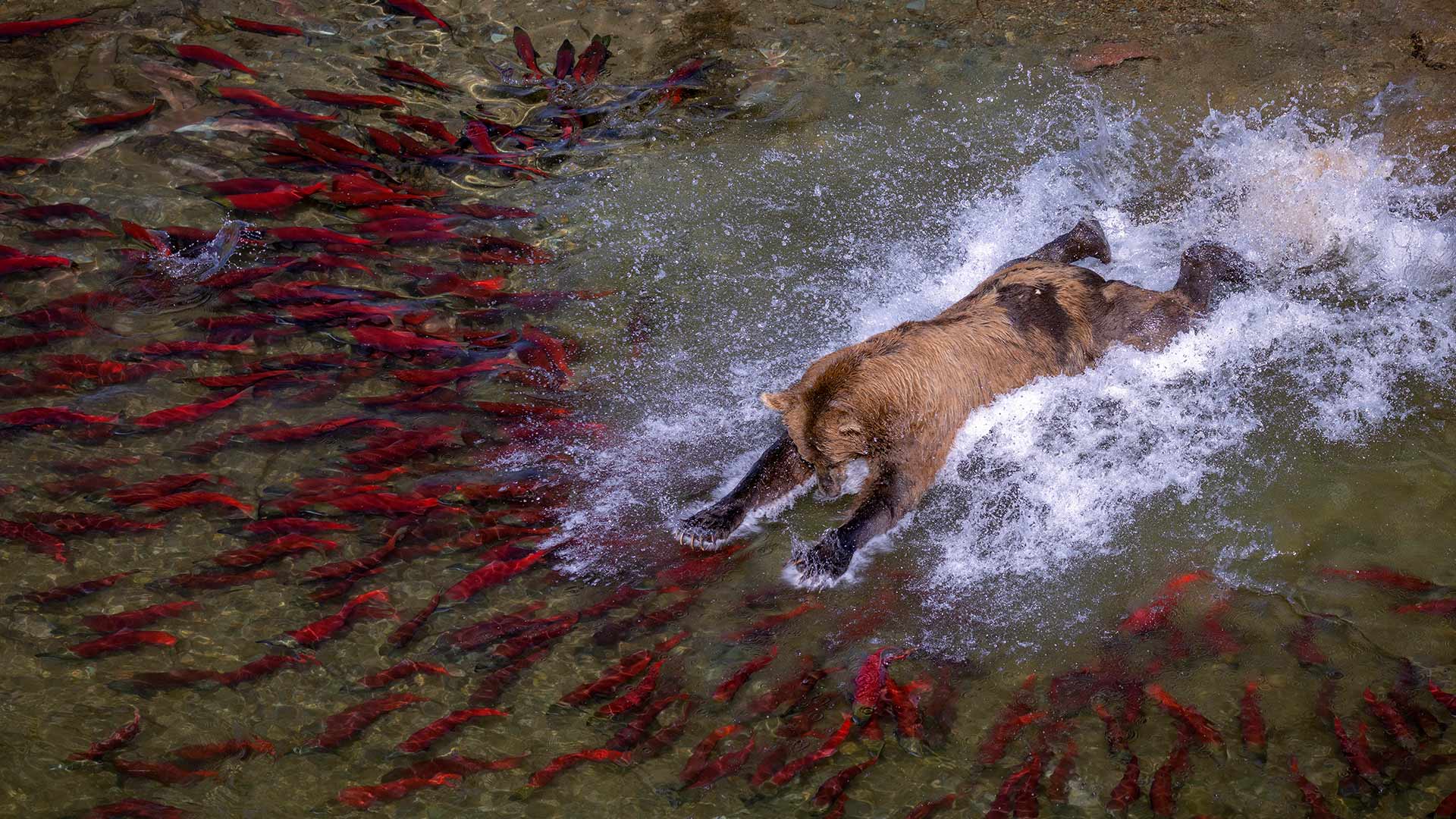 Brown bear fishing in river, Katmai National Park, Alaska, United States (© Pal Hermansen/Nature Picture Library)