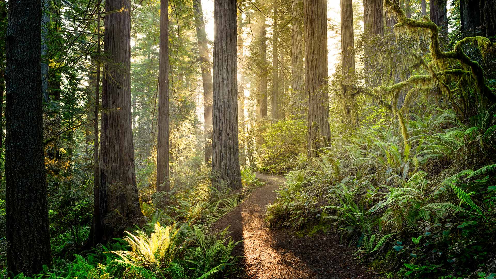 Redwood National and State Parks, California, United States (© HadelProductions/Getty Images)