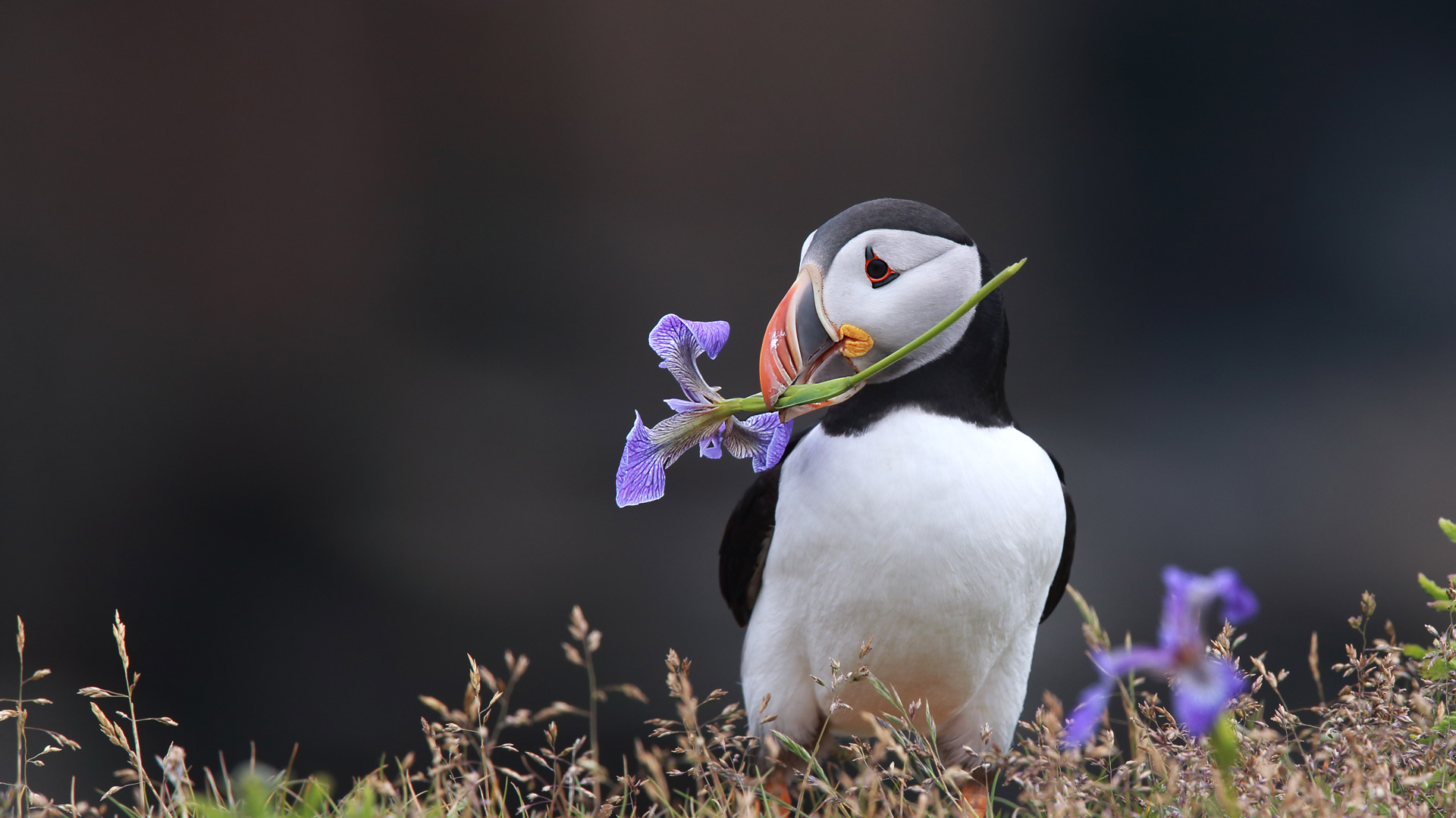 Atlantic puffin holding a wild iris in his beak in Elliston, Newfoundland (© mlorenzphotography/Getty Images)